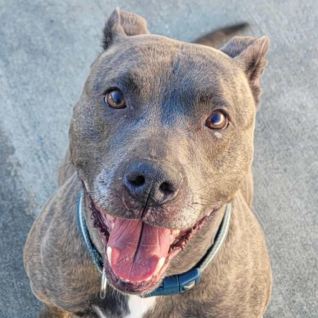 Athena! Brindle Beauty!, a ADOPTABLE mixed breed in Meriden, CT image 2/5