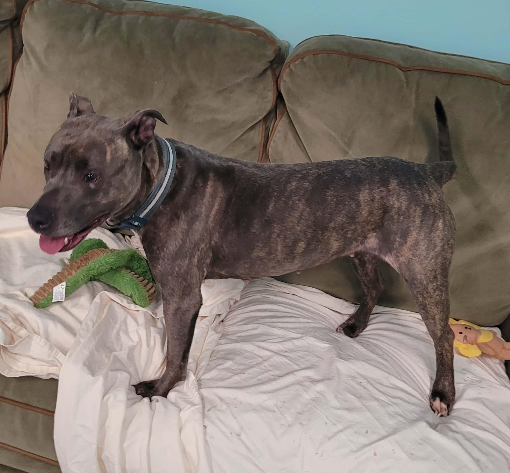 Athena! Brindle Beauty!, a ADOPTABLE mixed breed in Meriden, CT image 3/5