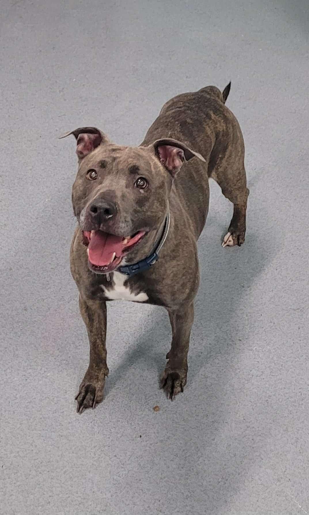 Athena! Brindle Beauty!, a ADOPTABLE mixed breed in Meriden, CT image 4/5