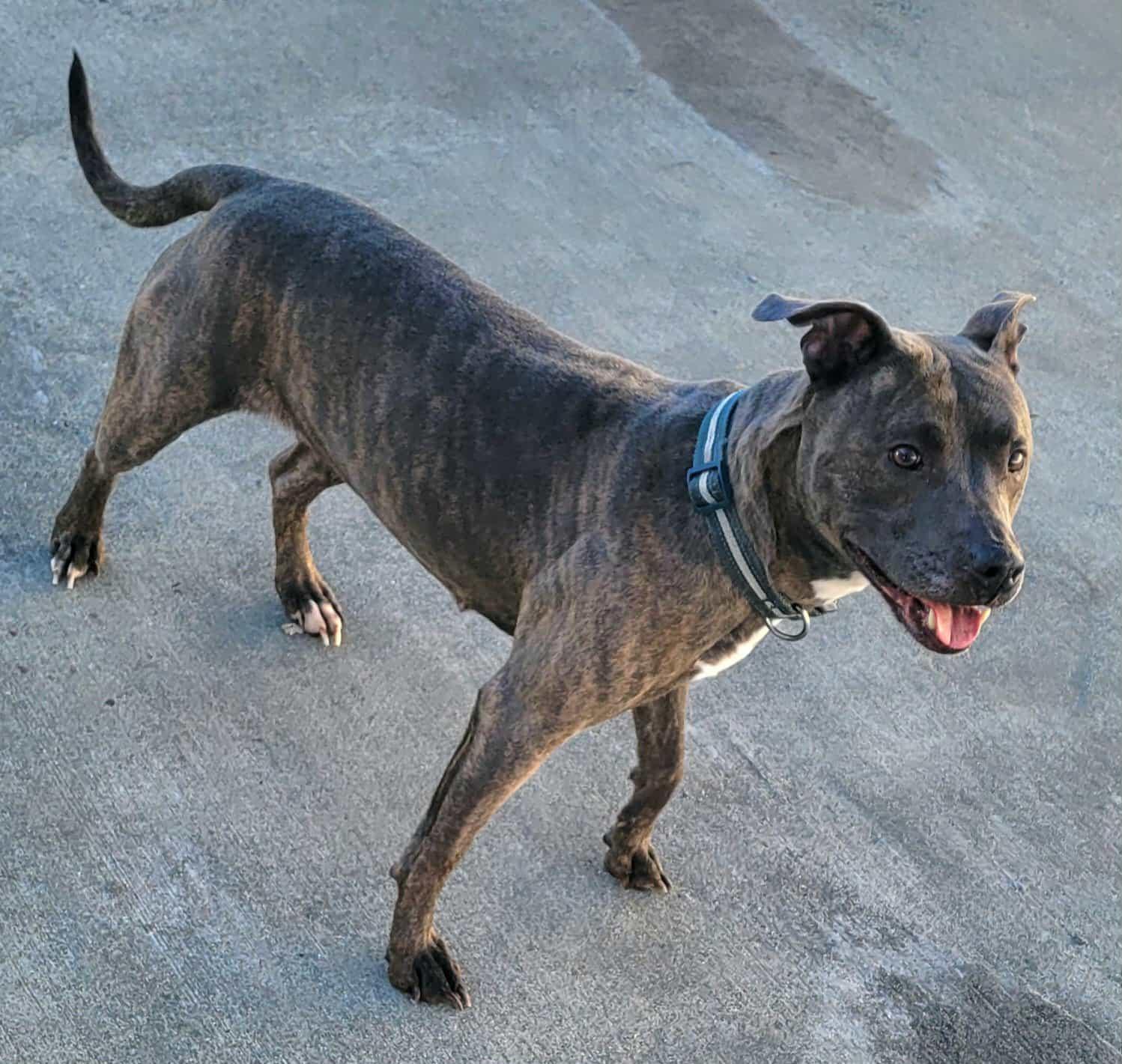 Athena! Brindle Beauty!, a ADOPTABLE mixed breed in Meriden, CT image 5/5