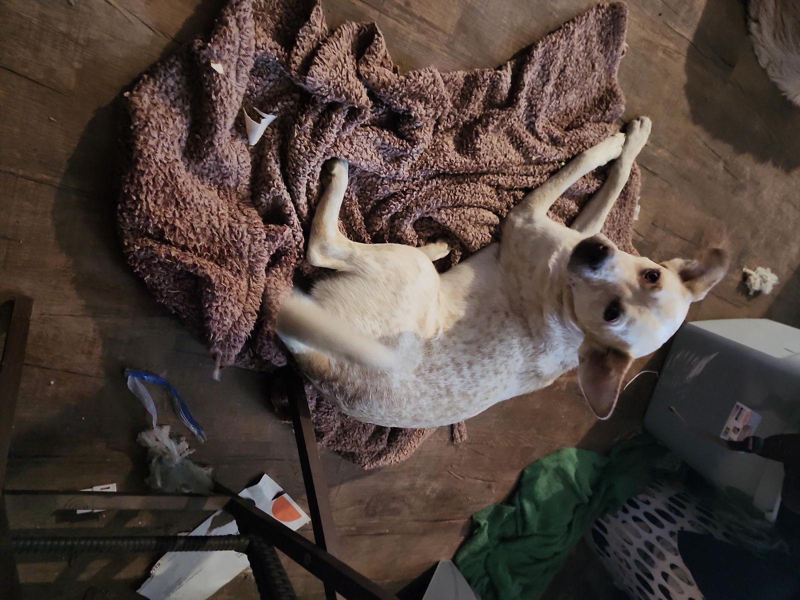 Kya, Adoptable, Young Female Terrier & Shepherd.