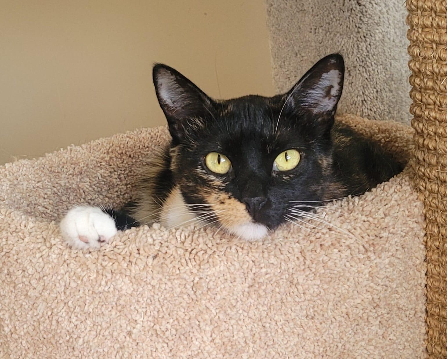 Cookie — thumbnail 2