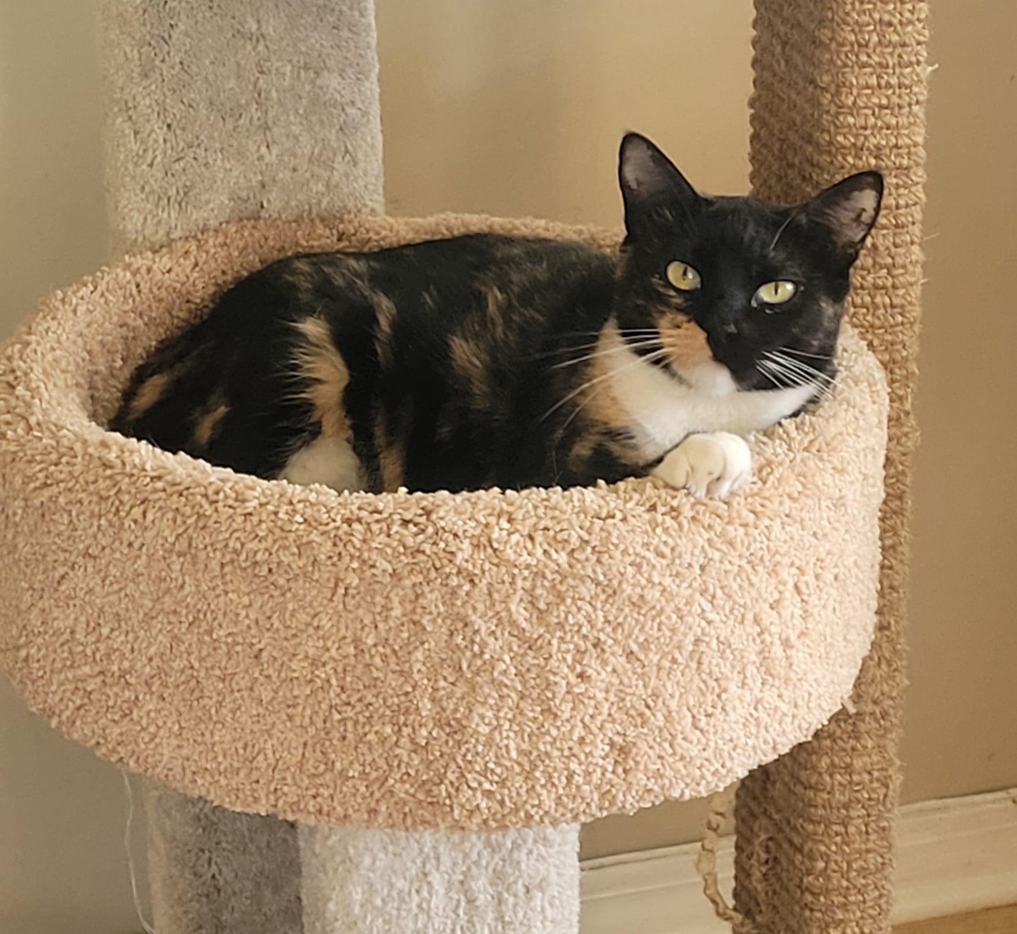 Cookie — thumbnail 3