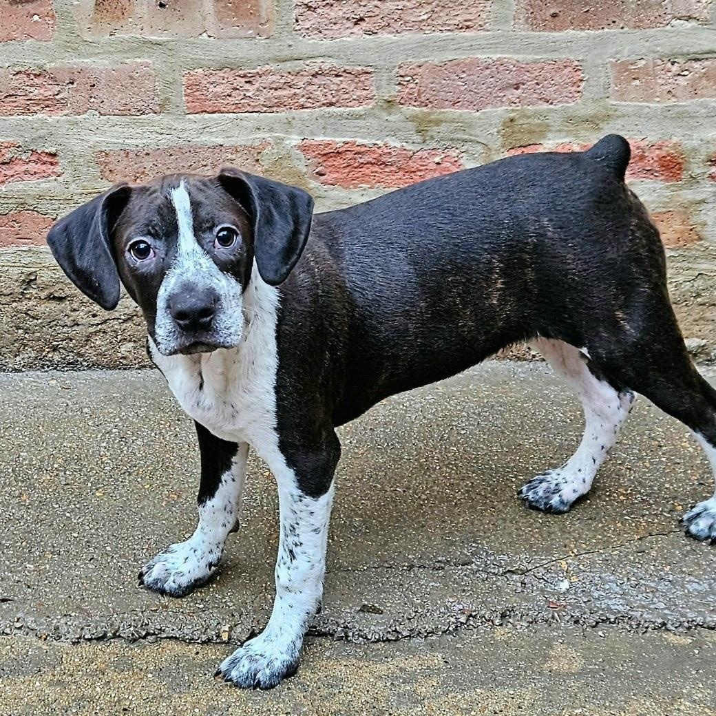 Colby, a Adoptable mixed breed in Chicago, IL image 4/6