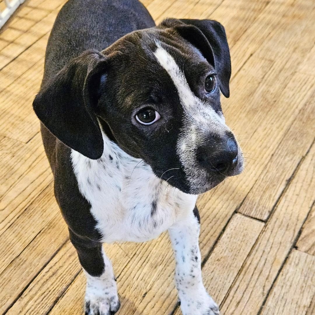 Colby, a Adoptable mixed breed in Chicago, IL image 5/6