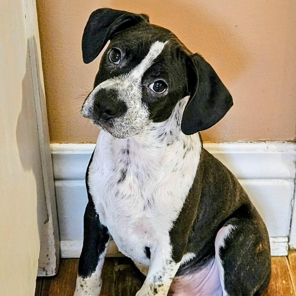 Colby, a Adoptable mixed breed in Chicago, IL image 2/6
