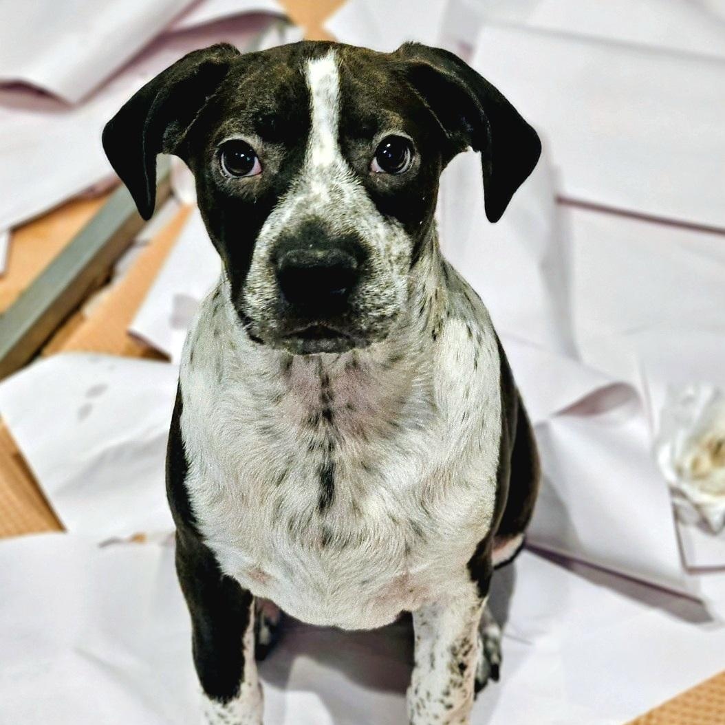 Colby, a Adoptable mixed breed in Chicago, IL image 3/6