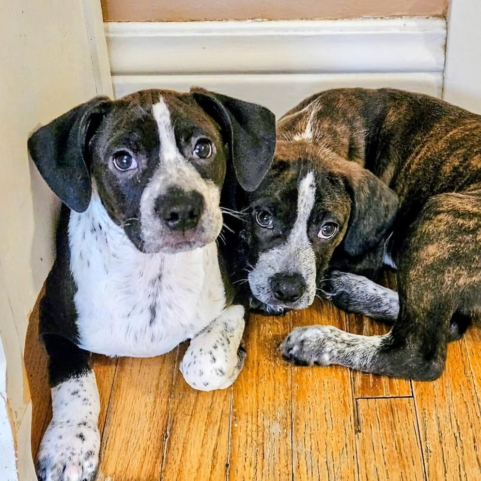 Colby, a Adoptable mixed breed in Chicago, IL image 6/6