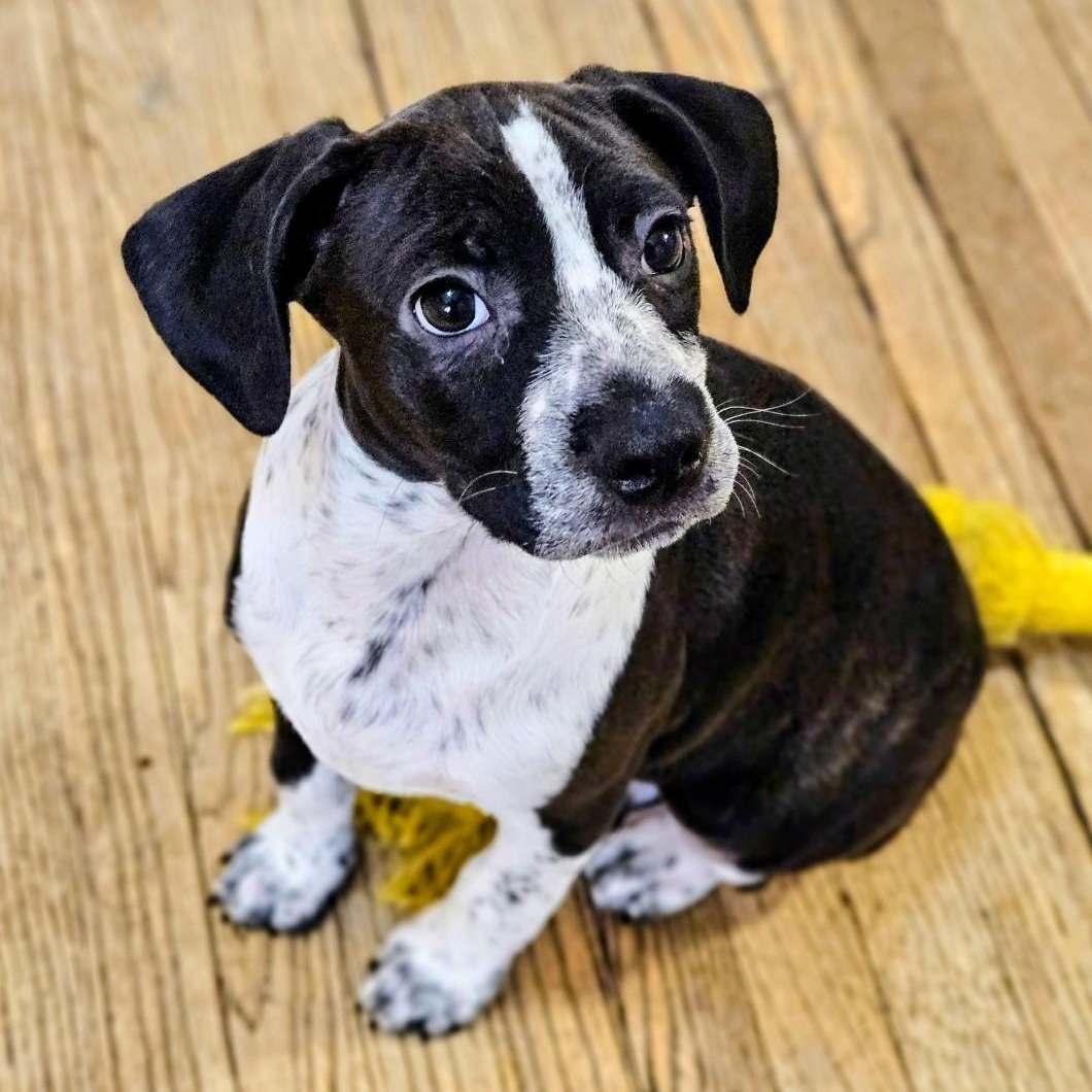 Colby, a Adoptable mixed breed in Chicago, IL image 1/6