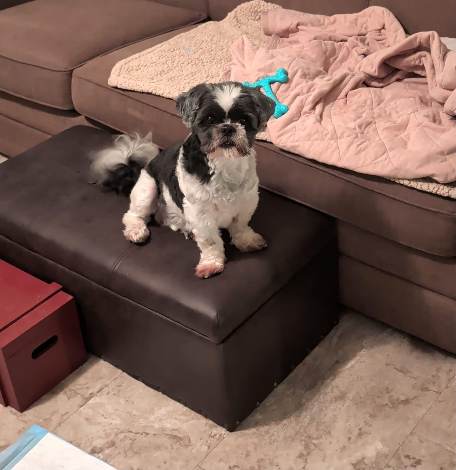 Sophia, a Adoptable Shih Tzu in Toledo, OH image 3/3