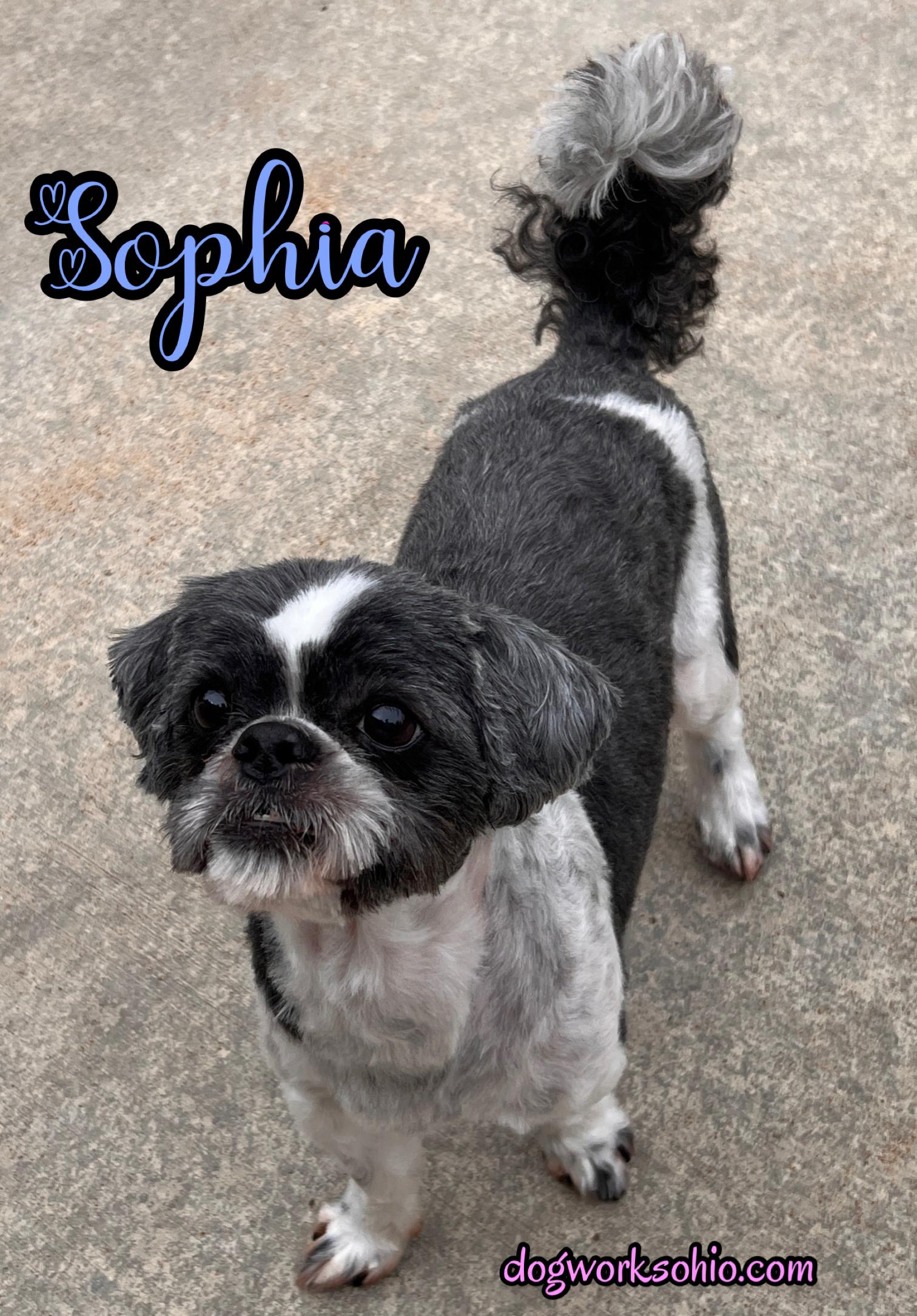 Sophia, Adoptable, Senior Female Shih Tzu.
