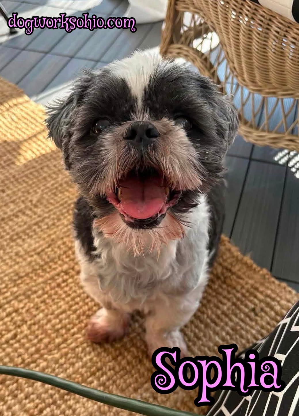 Sophia, a Adoptable Shih Tzu in Toledo, OH image 2/3