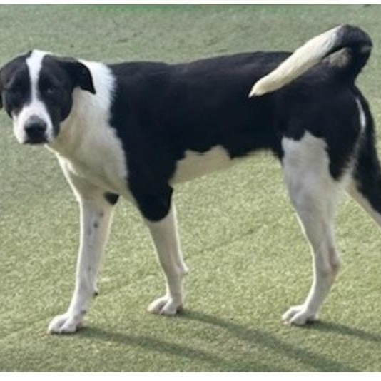 Charlotte, a Adoptable mixed breed in bellingham, WA image 3/6
