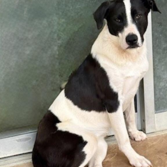 Charlotte, a Adoptable mixed breed in bellingham, WA image 4/6