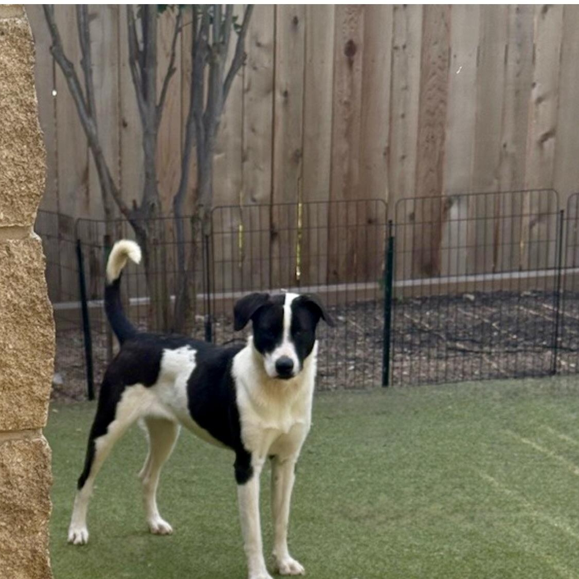 Charlotte, a Adoptable mixed breed in bellingham, WA image 2/6