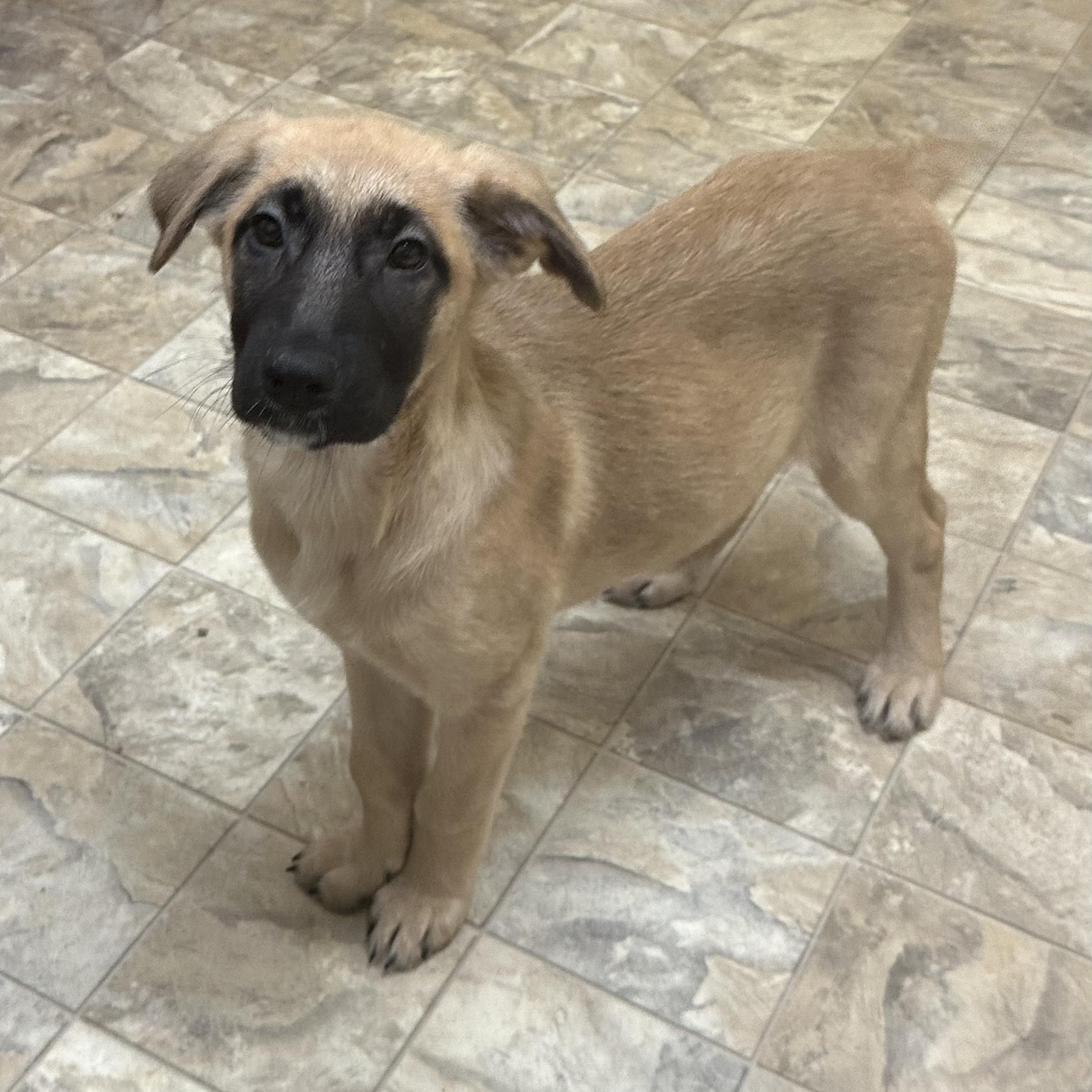 Vixen, Young Female Shepherd