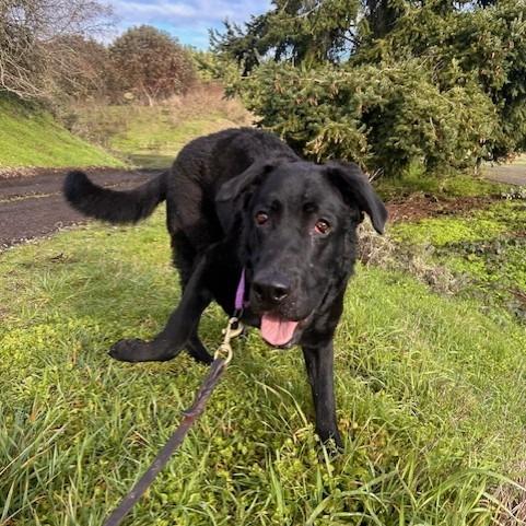 Maxwell, Adoptable, Young Male Chesapeake Bay Retriever.