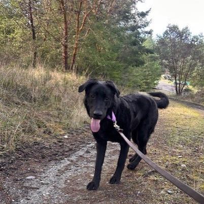 Enlarge Maxwell, a Adoptable mixed breed in Port Townsend, WA image 2/6