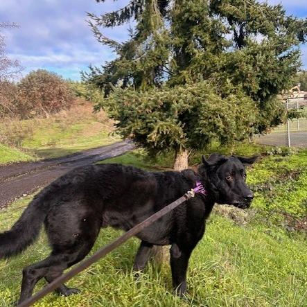 Enlarge Maxwell, a Adoptable mixed breed in Port Townsend, WA image 3/6