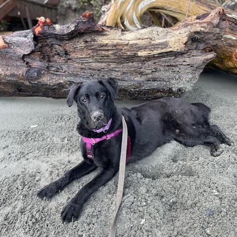 Maxwell — thumbnail 3