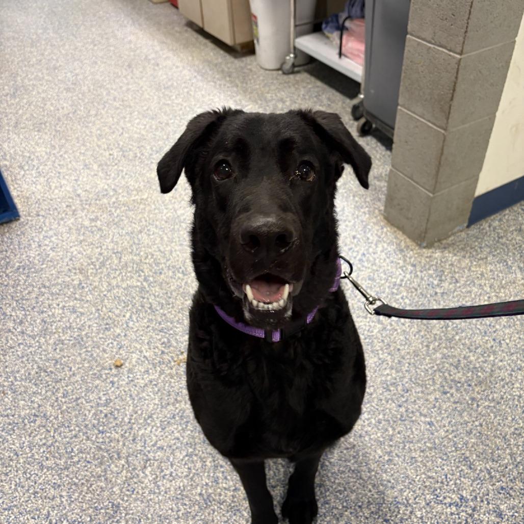 Maxwell, Adoptable, Young Male Chesapeake Bay Retriever.