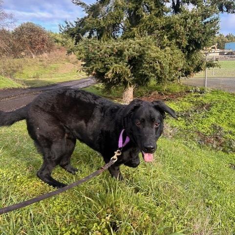 Enlarge Maxwell, a Adoptable mixed breed in Port Townsend, WA image 6/6