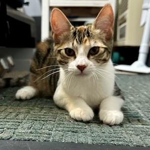 Page Calico Cat