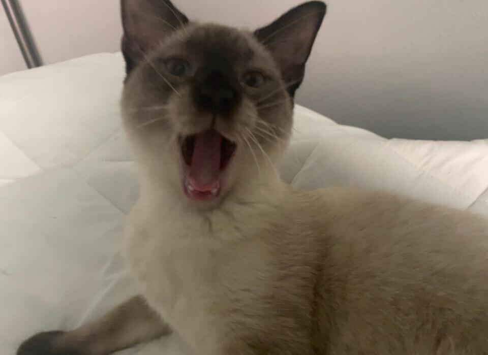 Cream Puff FKA Barbara 1733, Adoptable, Adult Female Siamese & Domestic Short Hair.