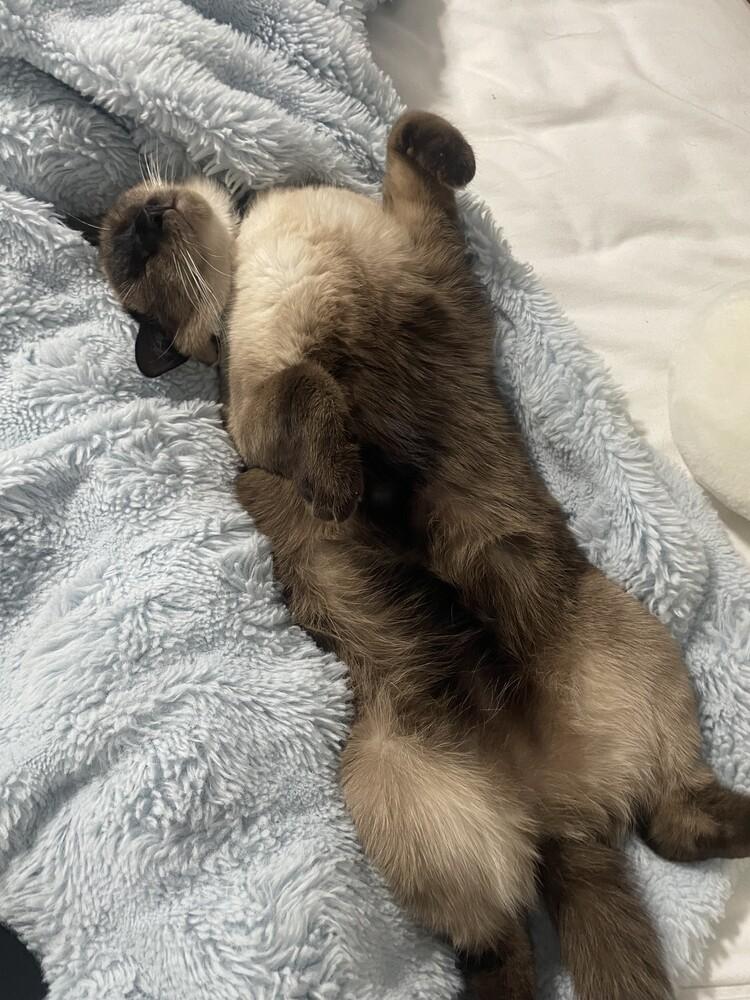 Enlarge Cream Puff FKA Barbara 1733, a Adoptable mixed breed in Dallas, TX image 2/4