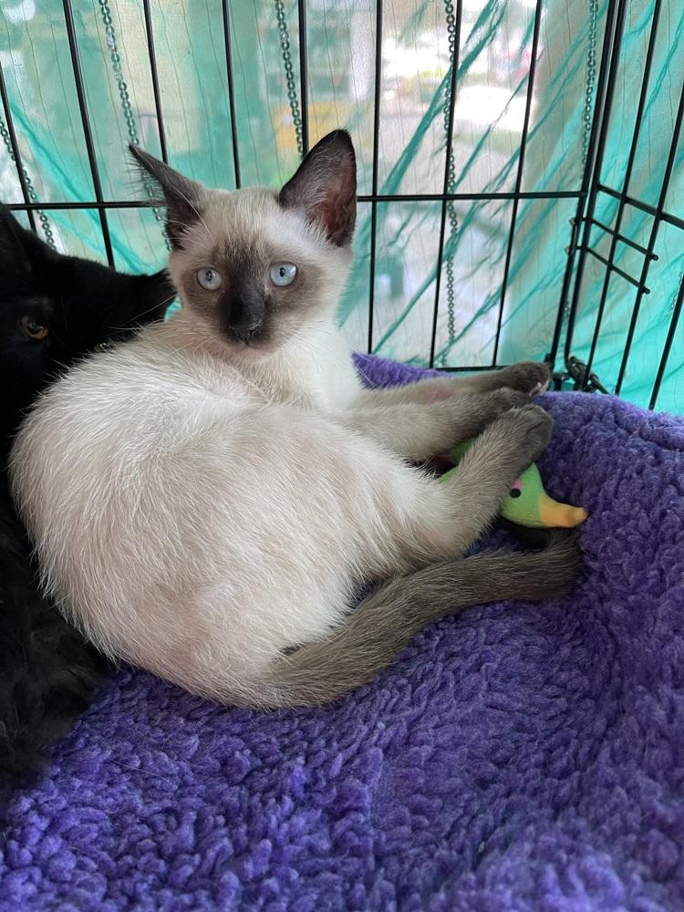 Enlarge Cream Puff FKA Barbara 1733, a Adoptable mixed breed in Dallas, TX image 3/4