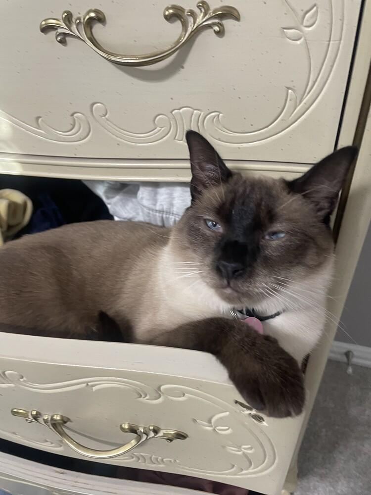 Enlarge Cream Puff FKA Barbara 1733, a Adoptable mixed breed in Dallas, TX image 4/4