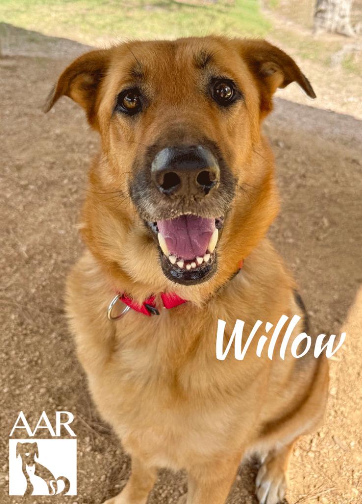 Willow, Adoptable, Adult Female Shepherd & Black Mouth Cur.