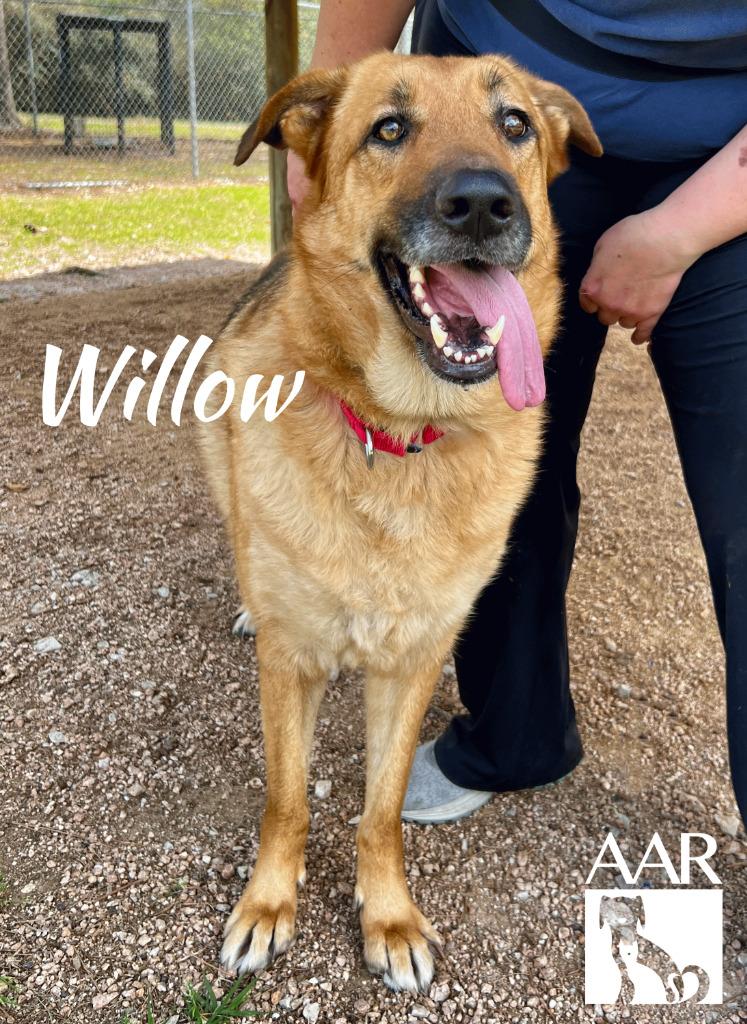 Enlarge Willow, a Adoptable mixed breed in Magnolia, TX image 2/4