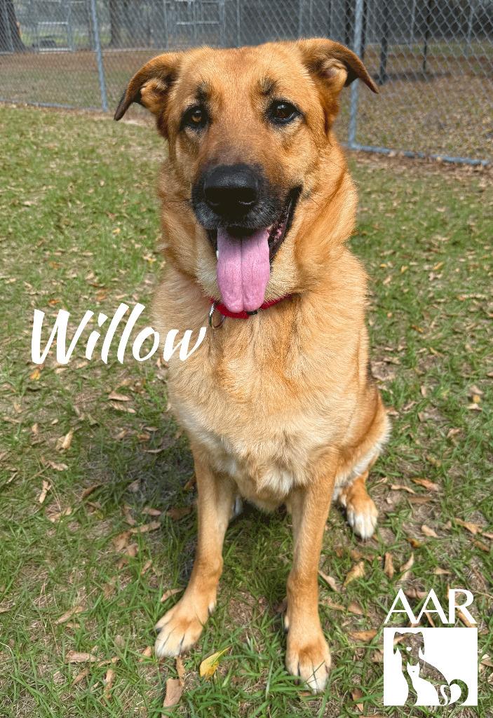 Enlarge Willow, a Adoptable mixed breed in Magnolia, TX image 3/4
