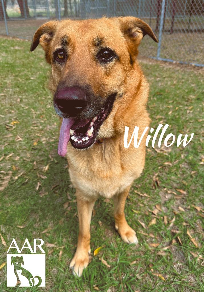 Enlarge Willow, a Adoptable mixed breed in Magnolia, TX image 4/4