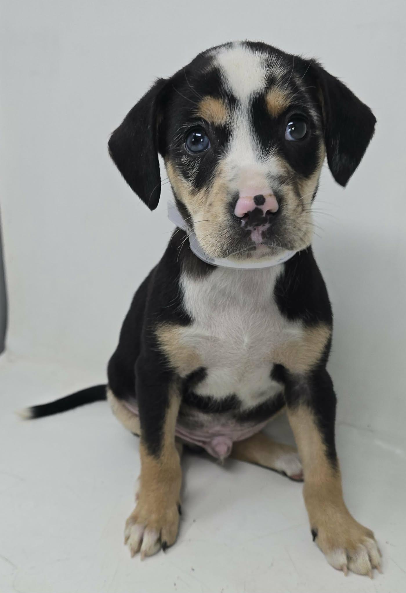 Enlarge Seton, a ADOPTABLE mixed breed in Newport, TN image 3/3