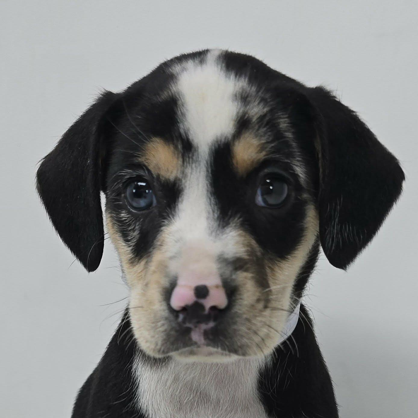Enlarge Seton, a ADOPTABLE mixed breed in Newport, TN image 1/3