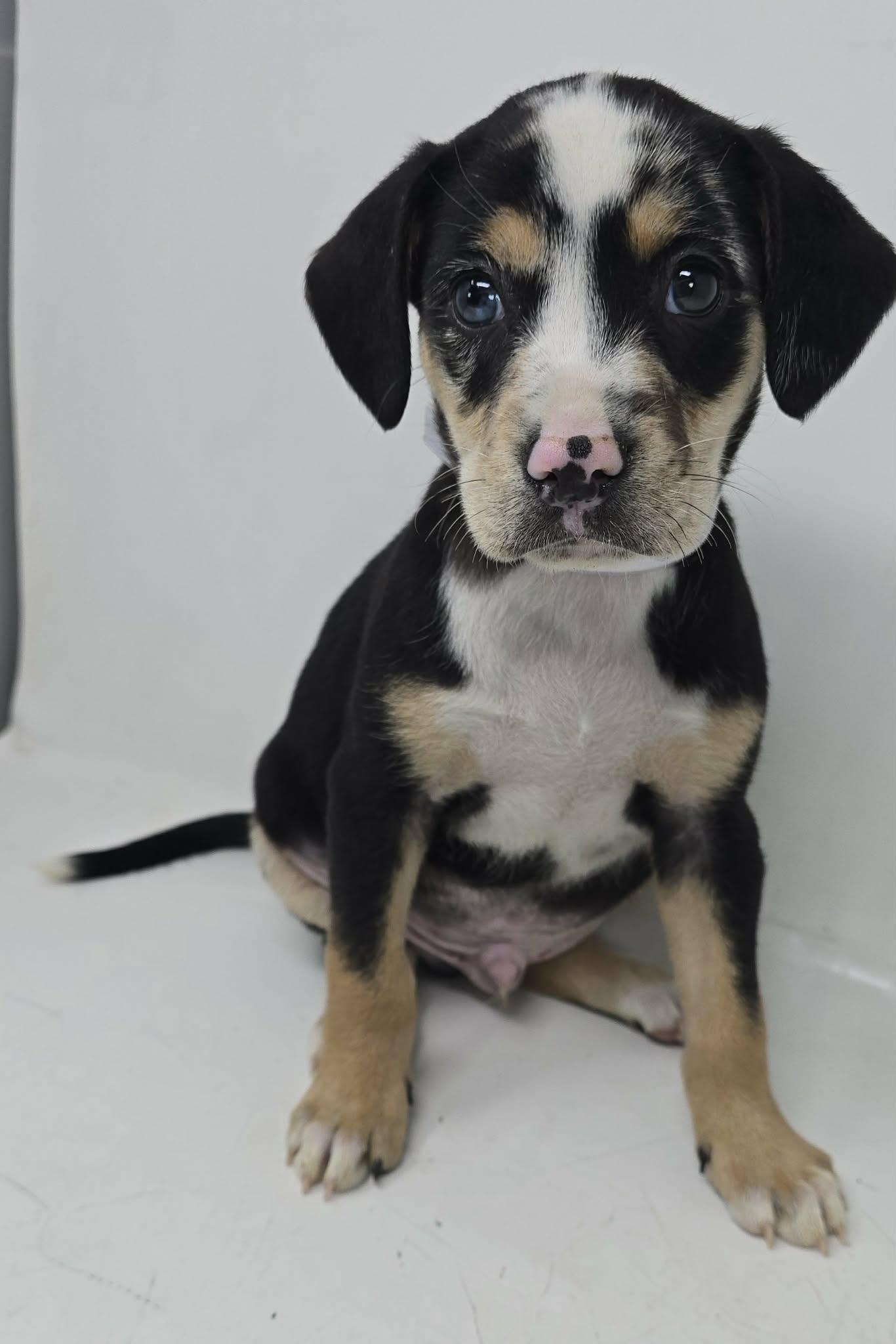 Enlarge Seton, a ADOPTABLE mixed breed in Newport, TN image 2/3