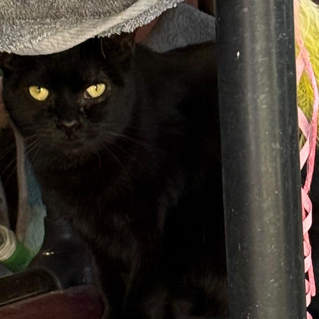 Taboo, Adoptable, Adult Female Domestic Short Hair.