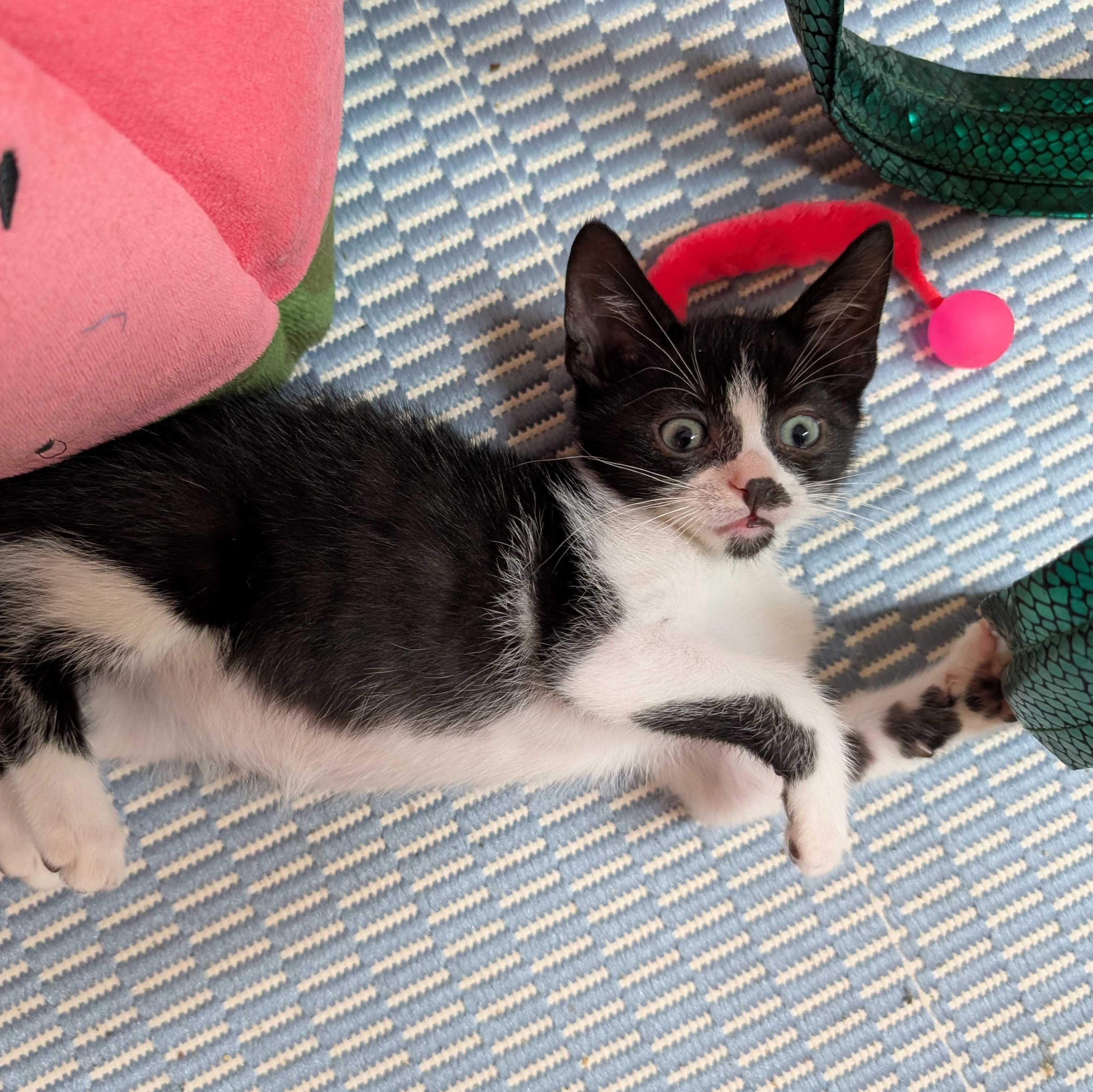 Joe, a Adoptable mixed breed in East Amherst, NY image 2/6