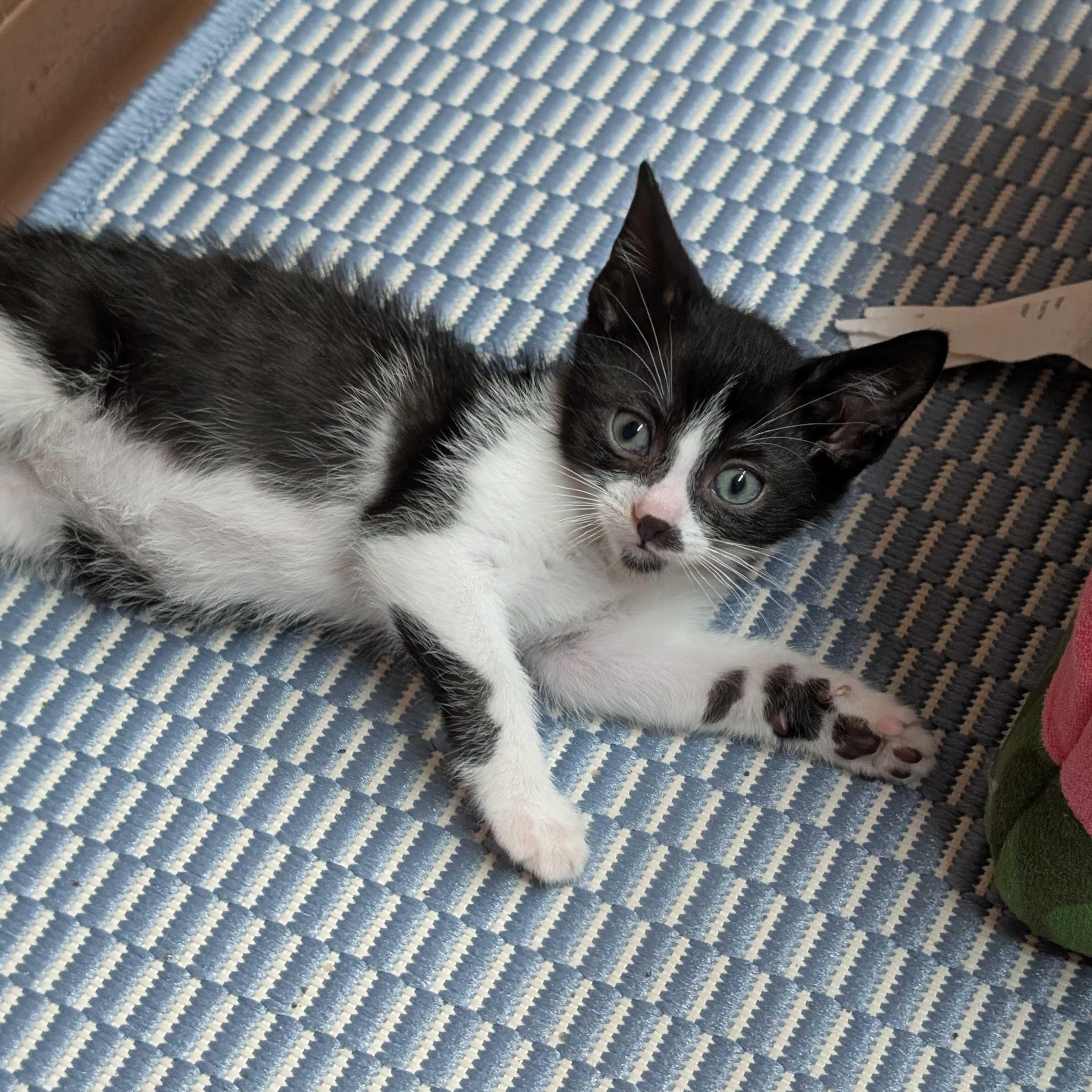 Joe, Adoptable, Kitten Male Tuxedo & Domestic Short Hair.