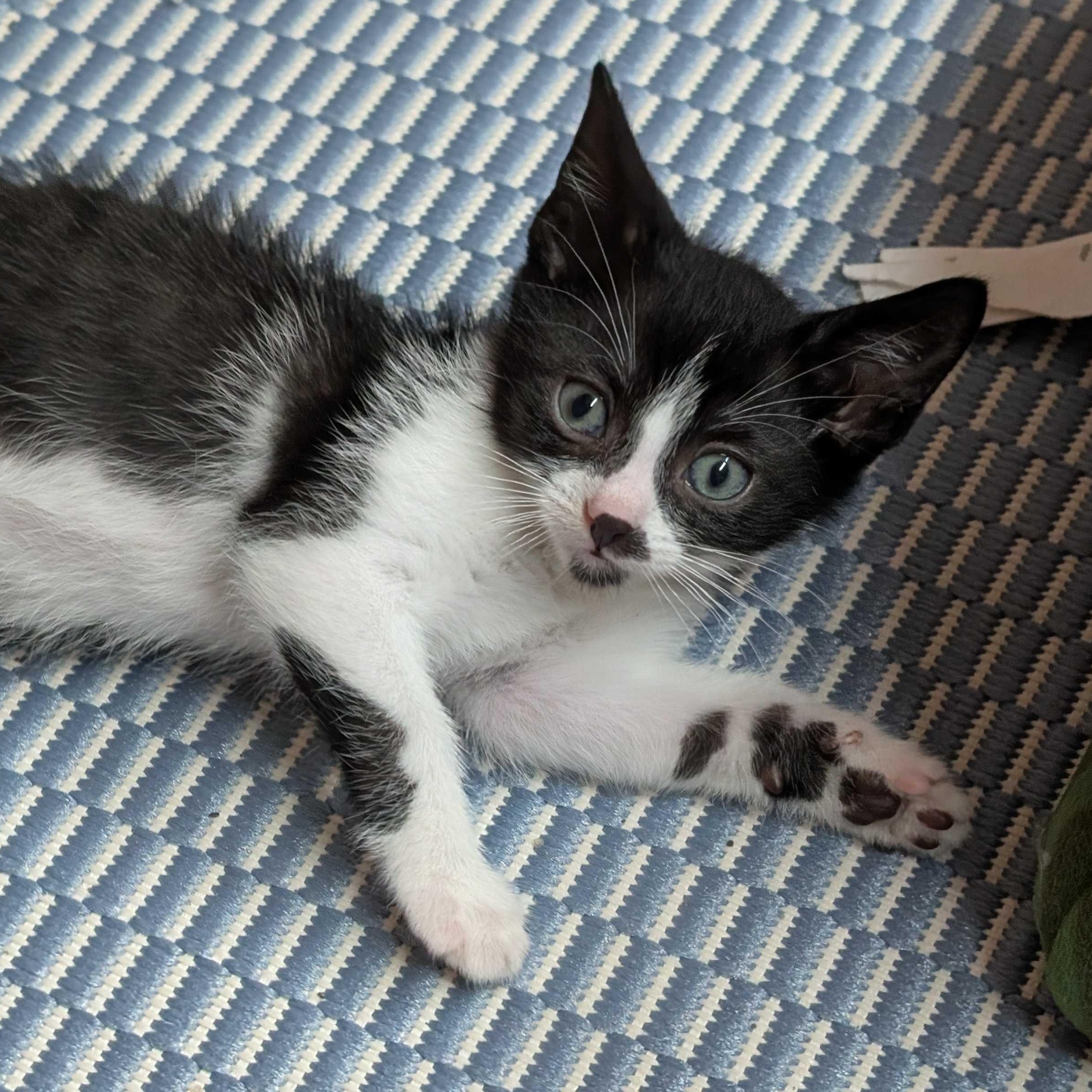 Joe, Adoptable, Kitten Male Tuxedo & Domestic Short Hair.