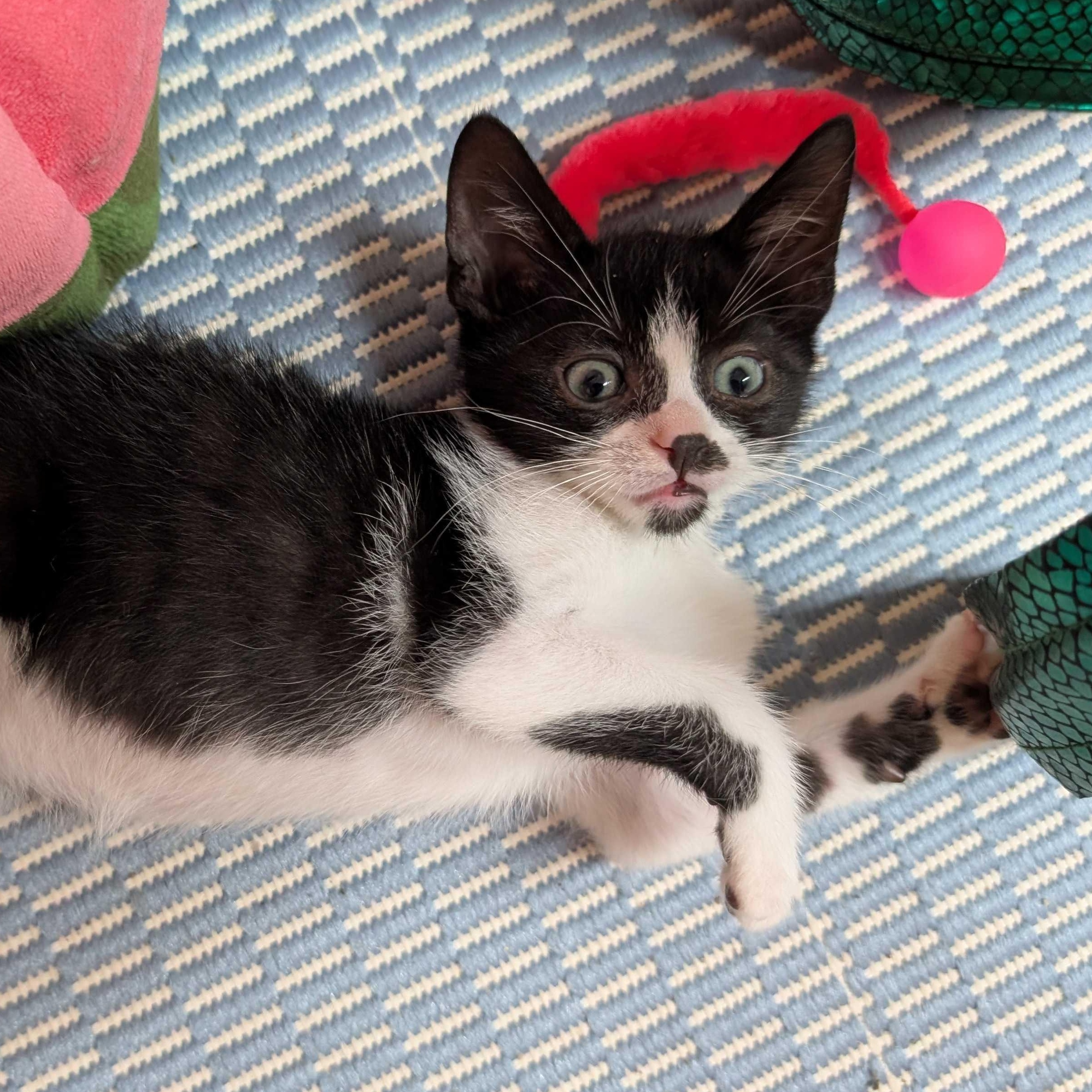 Enlarge Joe, a Adoptable mixed breed in East Amherst, NY image 2/6