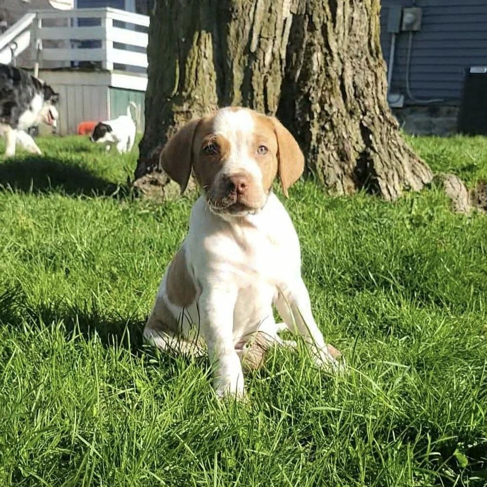 Enlarge Wells, an adopted mixed breed in China Township, MI image 2/6