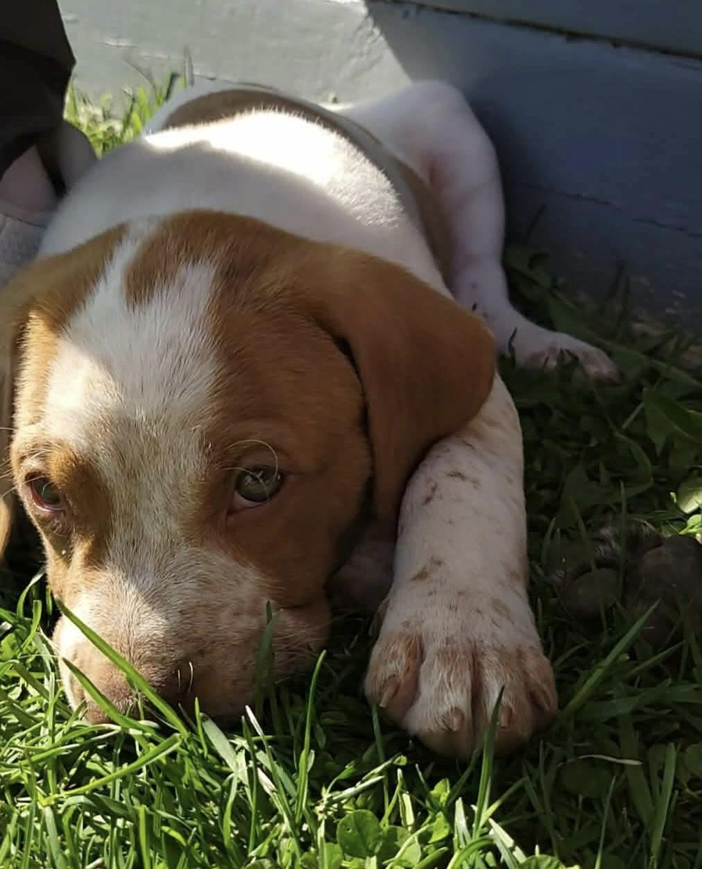 Enlarge Wells, an adopted mixed breed in China Township, MI image 4/6