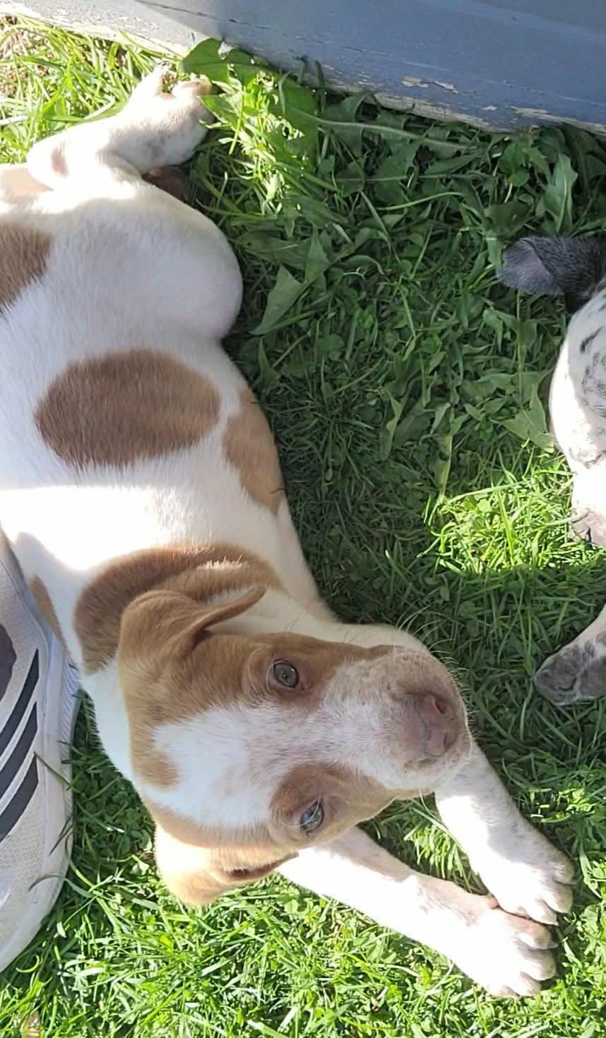 Enlarge Wells, an adopted mixed breed in China Township, MI image 5/6