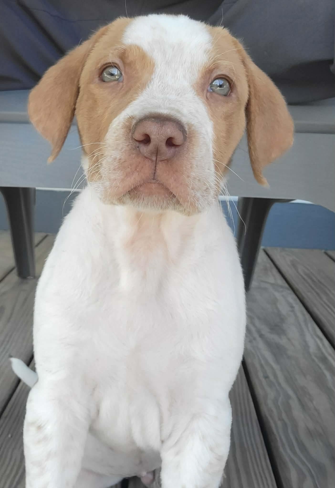 Enlarge Wells, an adopted mixed breed in China Township, MI image 6/6