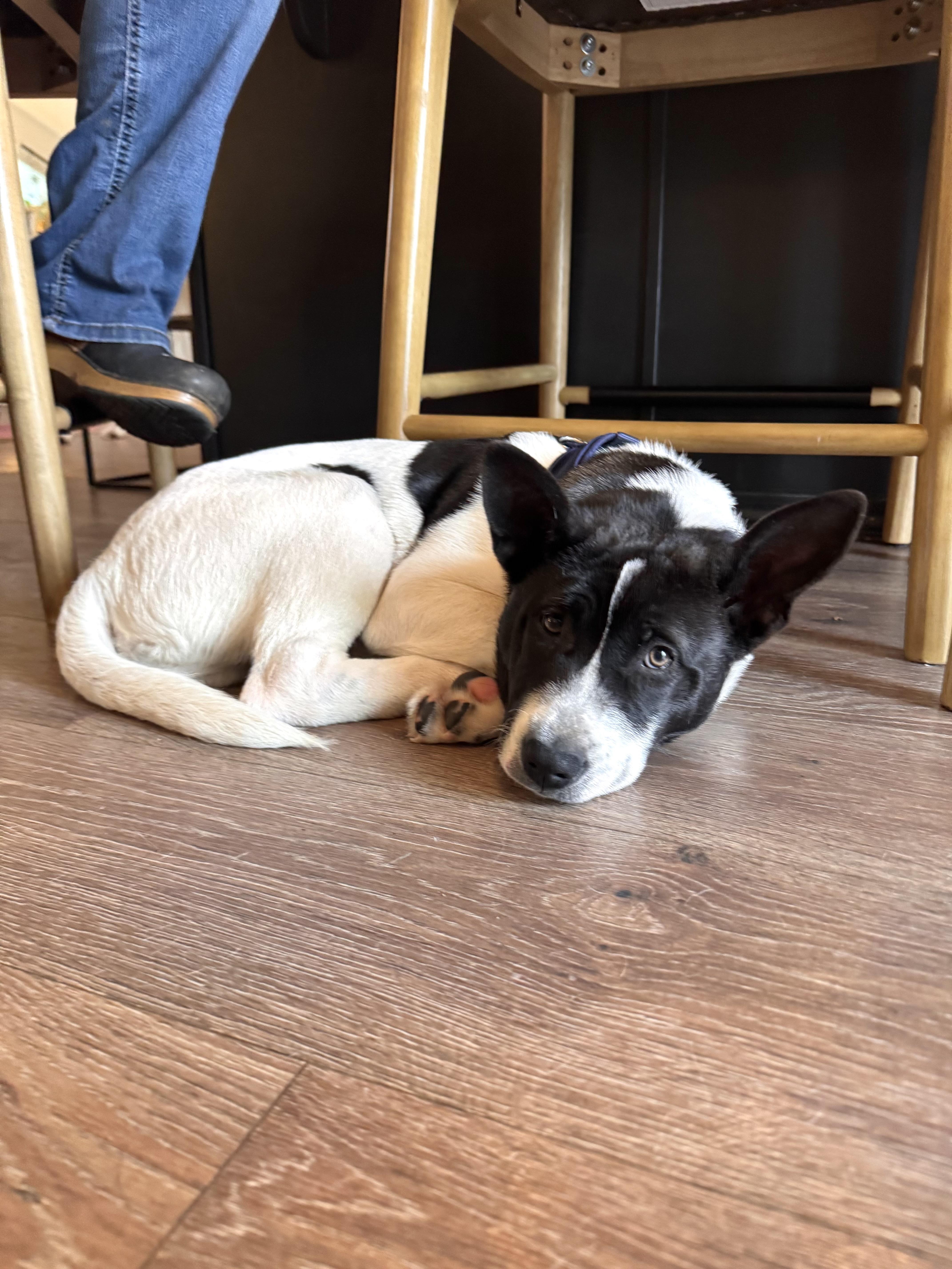 Snoopy , a Adoptable mixed breed in Olympia, WA image 6/6