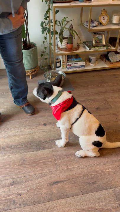 Enlarge Snoopy , a Adoptable mixed breed in Olympia, WA video 5/6