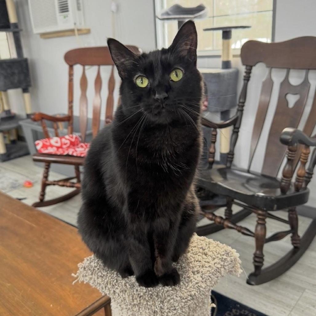 Michael, Adoptable, Adult Male Domestic Short Hair.